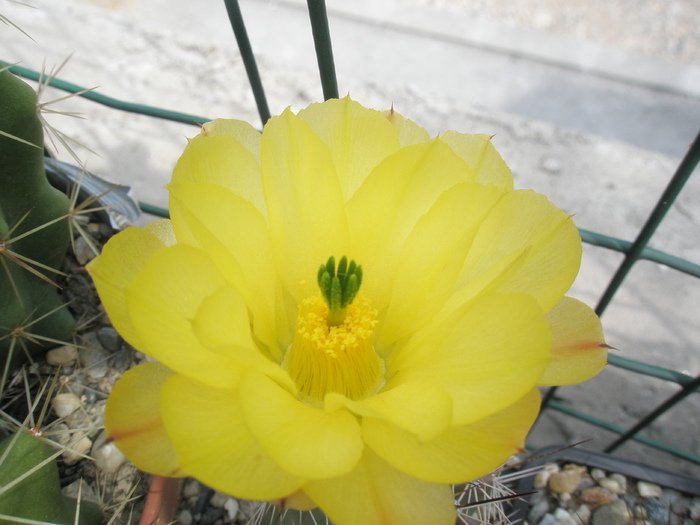 Echinocereus octacanthus - floare - Echinocereus