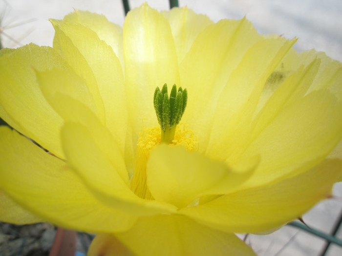 Echinocereus octacanthus - pistil