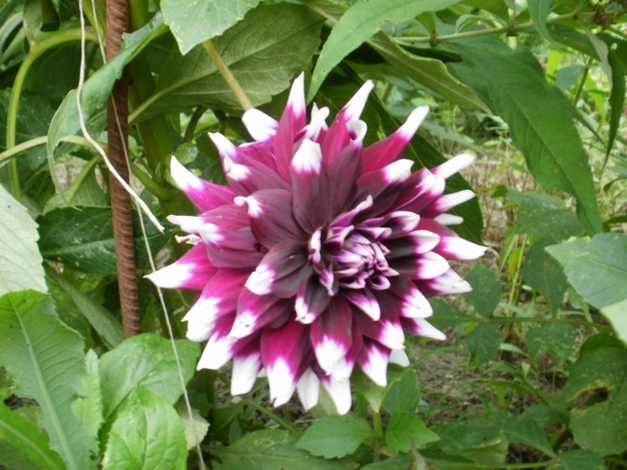 P7150149