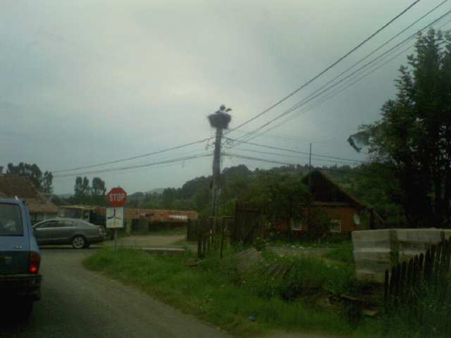 berzele n-au grija ploii