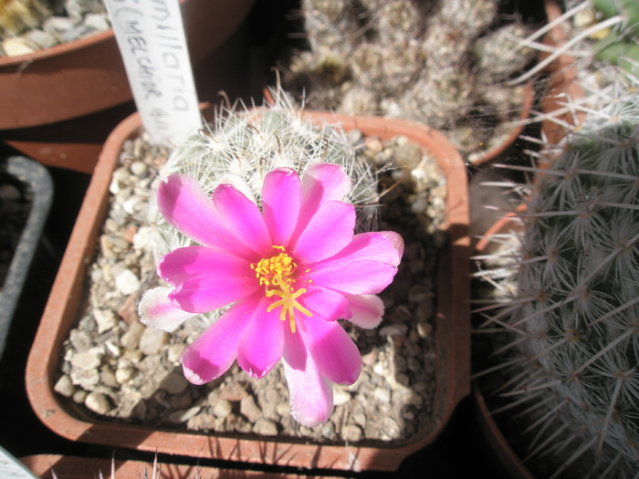 Mammillaria boolii - 16.07 - Mammillaria