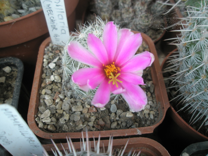 Mammillaria boolii - 17.07 - Mammillaria