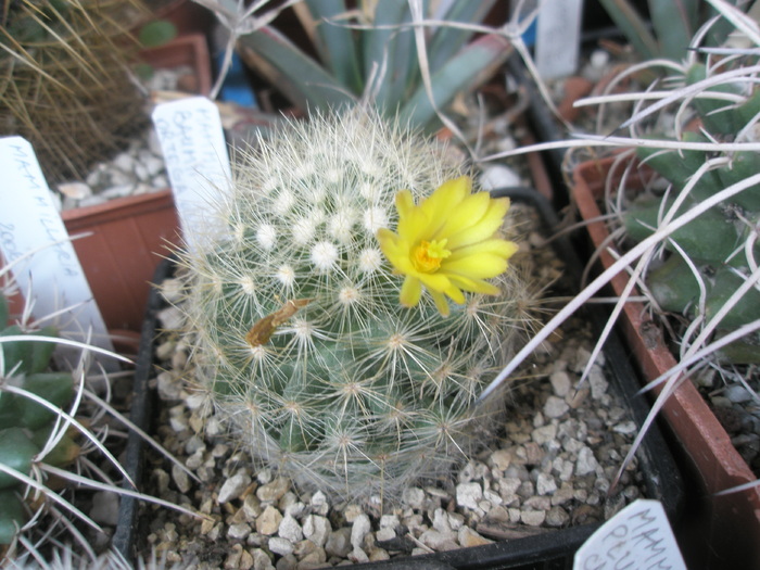 Mammillaria baumii - 17.07