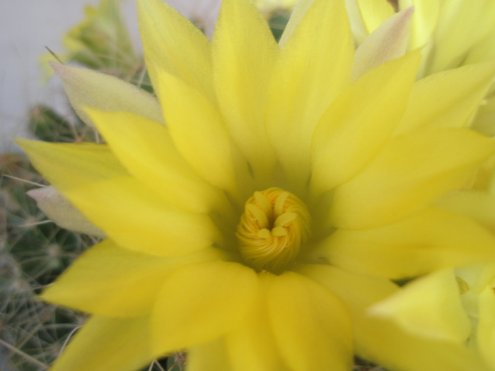 Dolichothele - centrul florii - Mammillaria