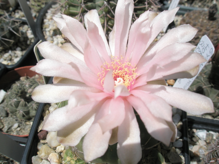 Gymnocalycium horstii - floare