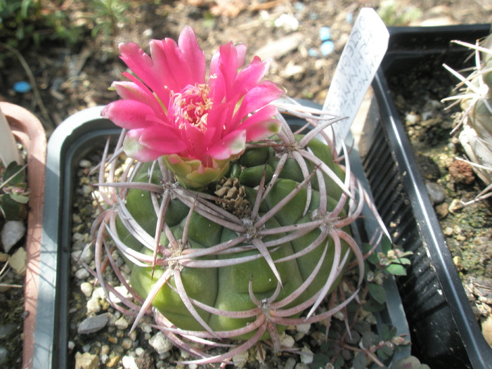 Gymnocalycium carminantum - 16.07
