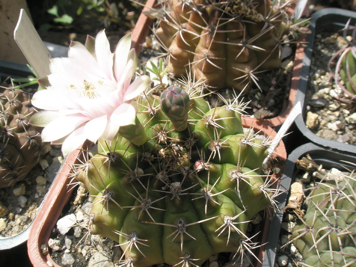 Gymnocalycium  cu floare alba - 17.07
