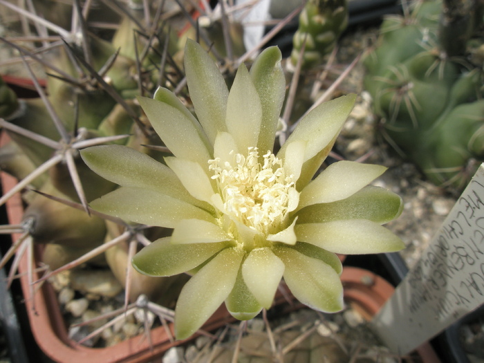 Gymnocalycium michonga - floare 18.07