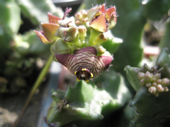 Caralluma europaea - floare si boboci - 16.07