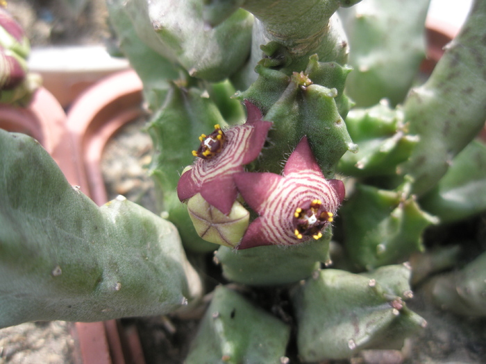 Caralluma europaea - flori 2 - Caralluma