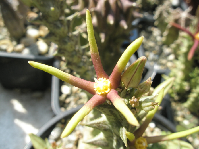 Orbea wissmannii ssp. eremastrum - floare