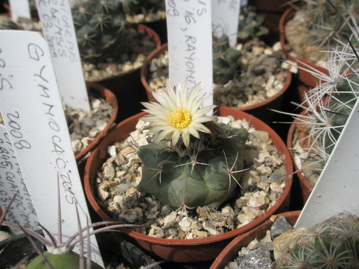 Turbinicarpus swobodae - 18.07 floare - Turbinicarpus