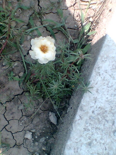 Imag071; flori de piatra
