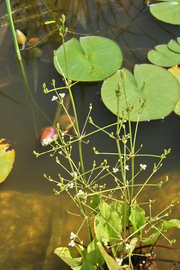 Alisma plantago-aquatica - limbarita