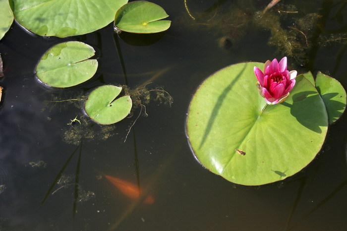 nuferi rosii