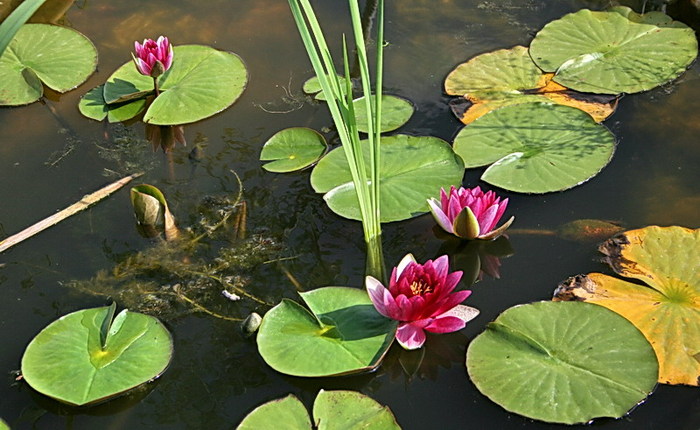 nuferi rosii