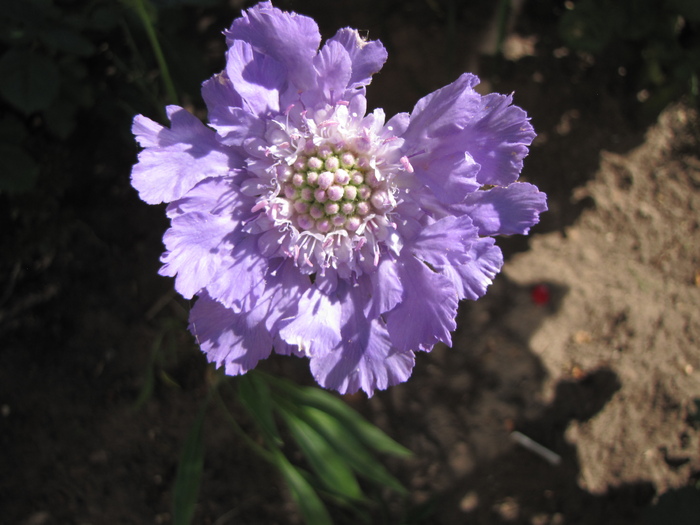 Scabiosa Caucasica Perfecta 18 iul 2010 (2) - plante diverse