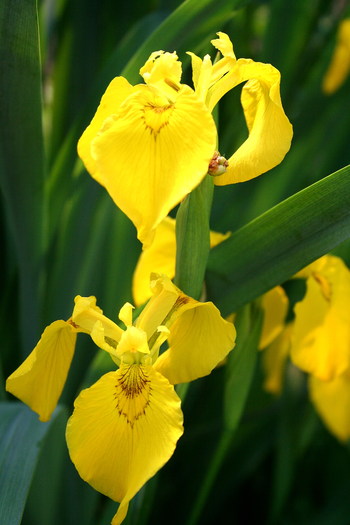 Iris pseudacorus - stanjenel de balta - zz nuferi si alte plante pentru iaz