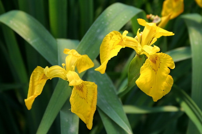 Iris pseudacorus