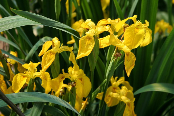 Iris pseudacorus - zz nuferi si alte plante pentru iaz