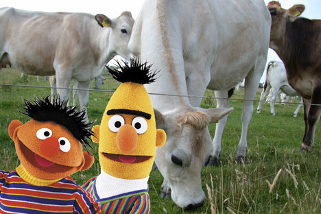 BertAndErniePasture - Bert and Ernie