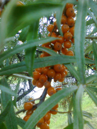 Fructe de catina alba - Arbusti fructiferi