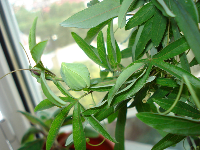 PASSIFLORA CU BOBOCI... - FLORILE MELE