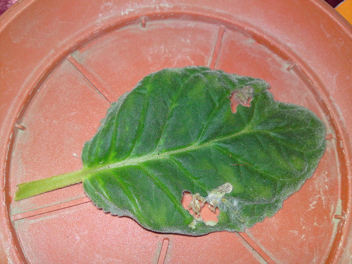 Frunza atacata de o omida