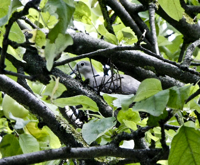 Streptopelia decaocto clocind