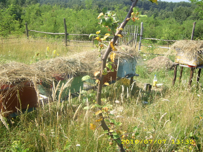 albine pojogeni 056