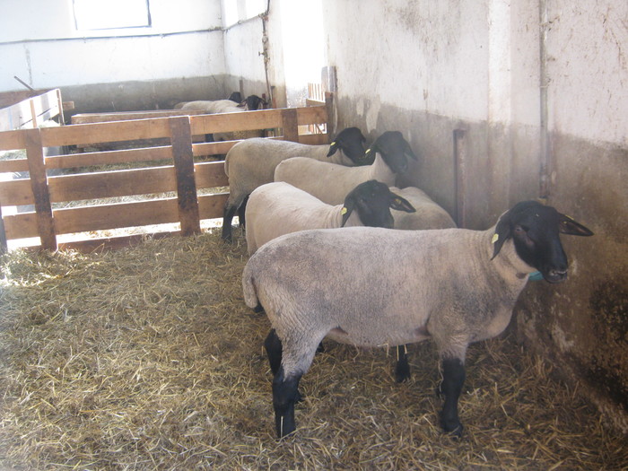 herzogzdorf-suffolk - elfriede -schutz -hermann-oi de carne