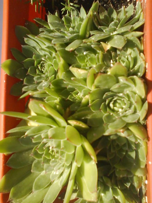 DSC00749