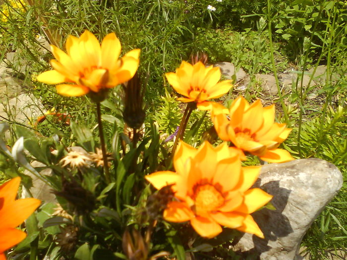 DSC00756 - flori din curtea mea