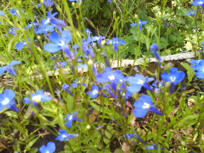 DSC00762