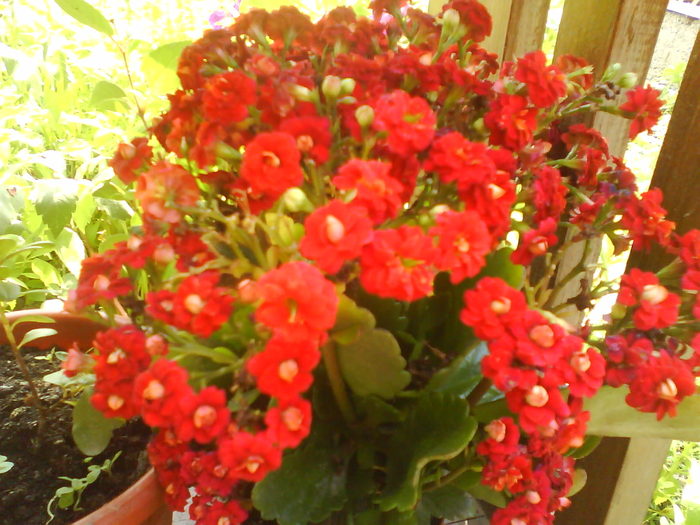 DSC00769 - flori din curtea mea