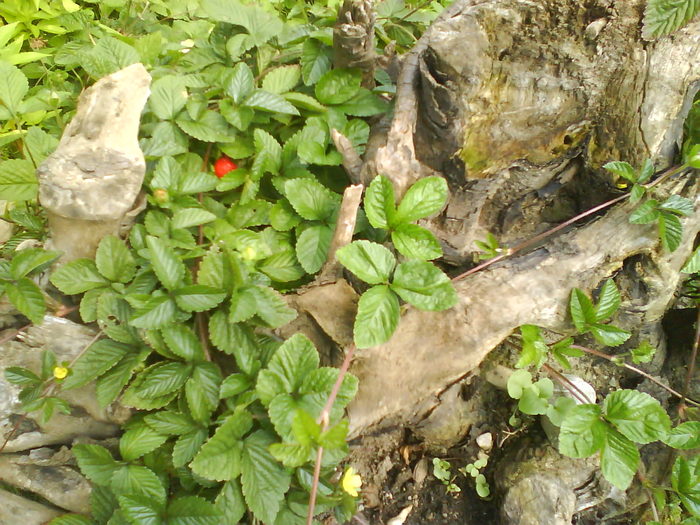 DSC00775; planta ornamentala, un fel de fragi

