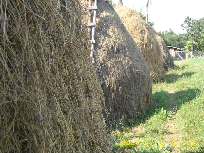 albine pojogeni 064