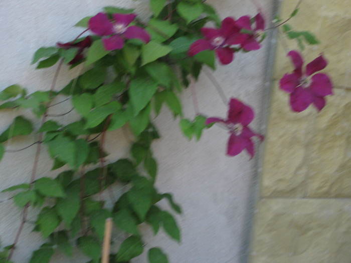 clematis - Gradina 2010