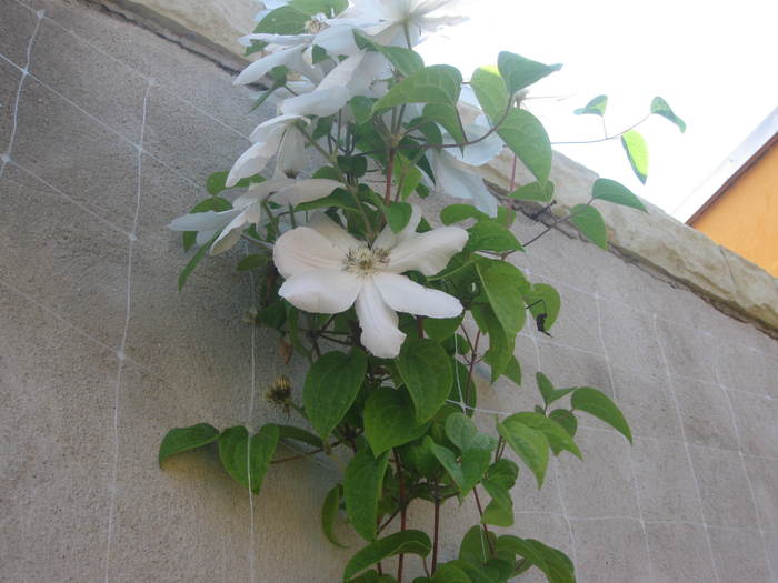 clematis