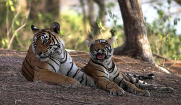 tigri - tigrisori