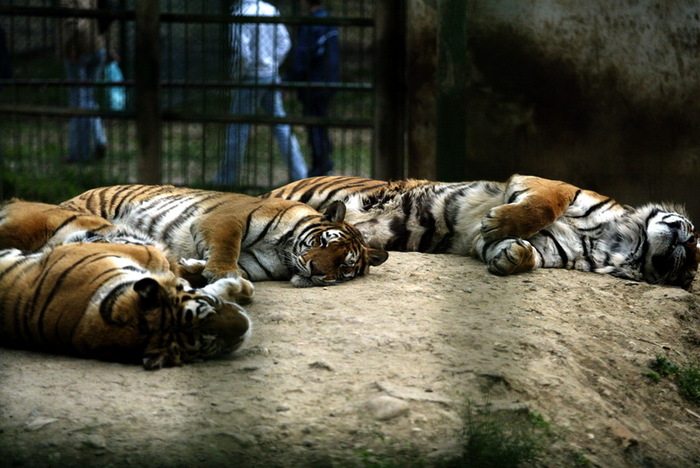 tigri-zoo - tigrisori