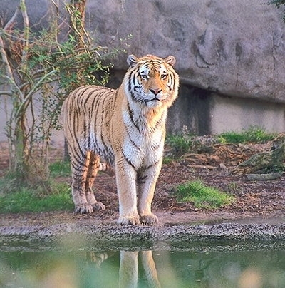 va_supravietui_tigrul_siberian1 - tigrisori