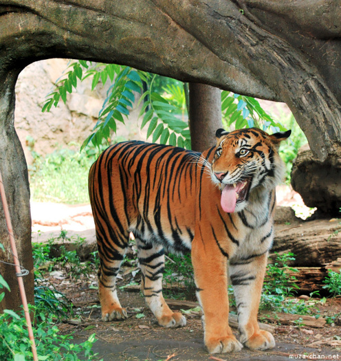 zoo-ueno-tigru - tigrisori