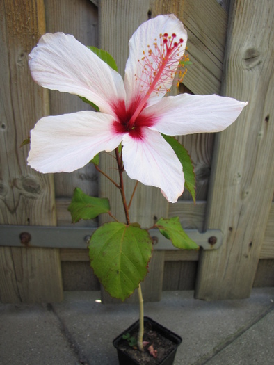 Hibiscus alb 19 iul 2010 (1) - hibiscus