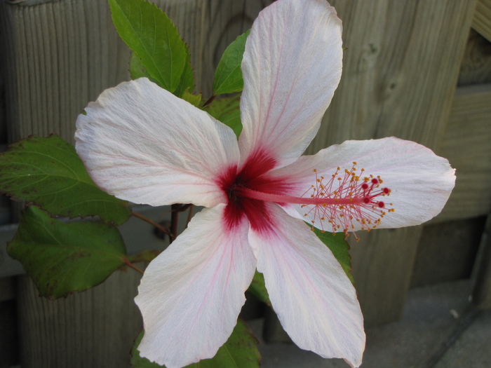 Hibiscus alb 19 iul 2010 (3) - hibiscus