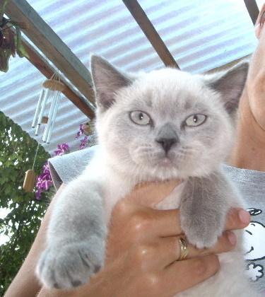 British Shorthair; Yoghi
