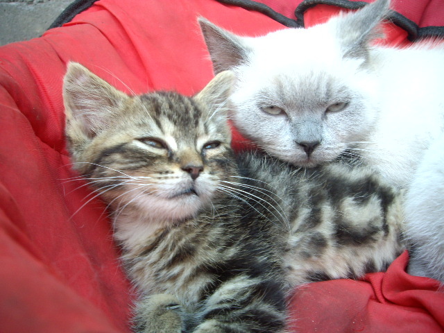 British Shorthair; Rony si Yoghi
