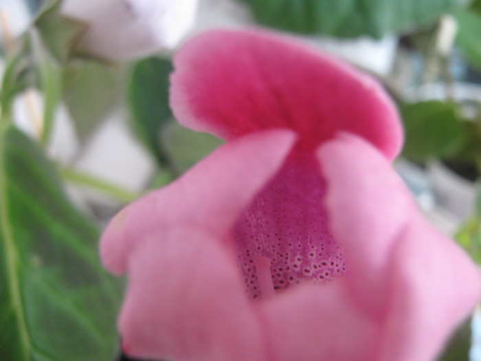 Picture 262 - gloxinia tigrina roz  2  simpla 2010