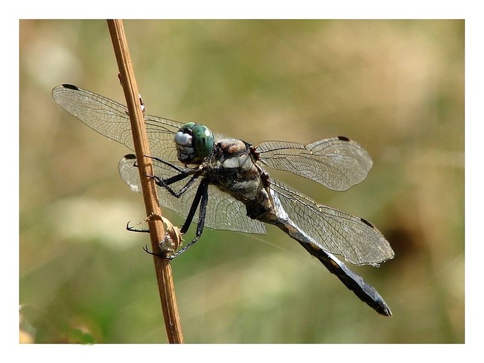 libelula camuflaj - Animalutele mele