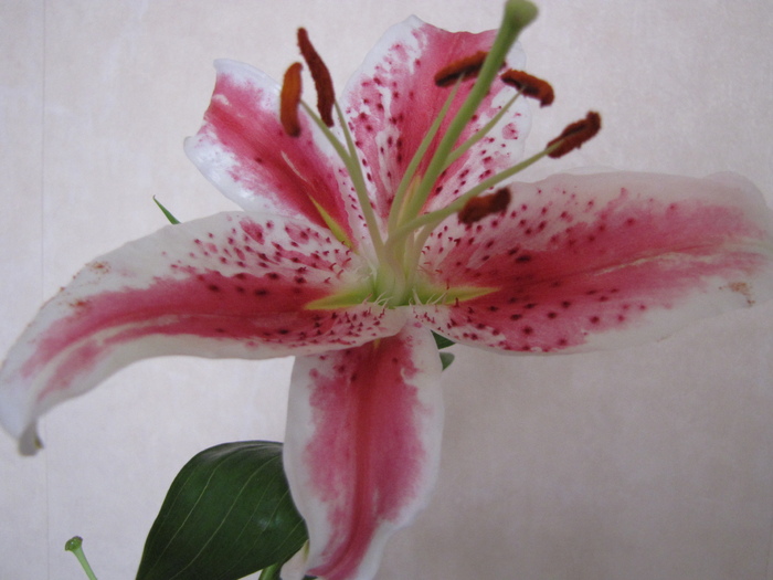 Crin Stargazer 20 iul 2010